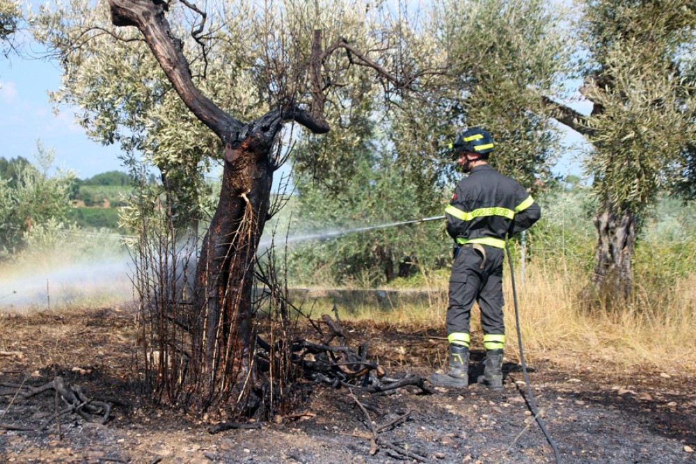 Caldo e siccità, soffrono anche olivi e viti: «Le prossime settimane saranno decisive»