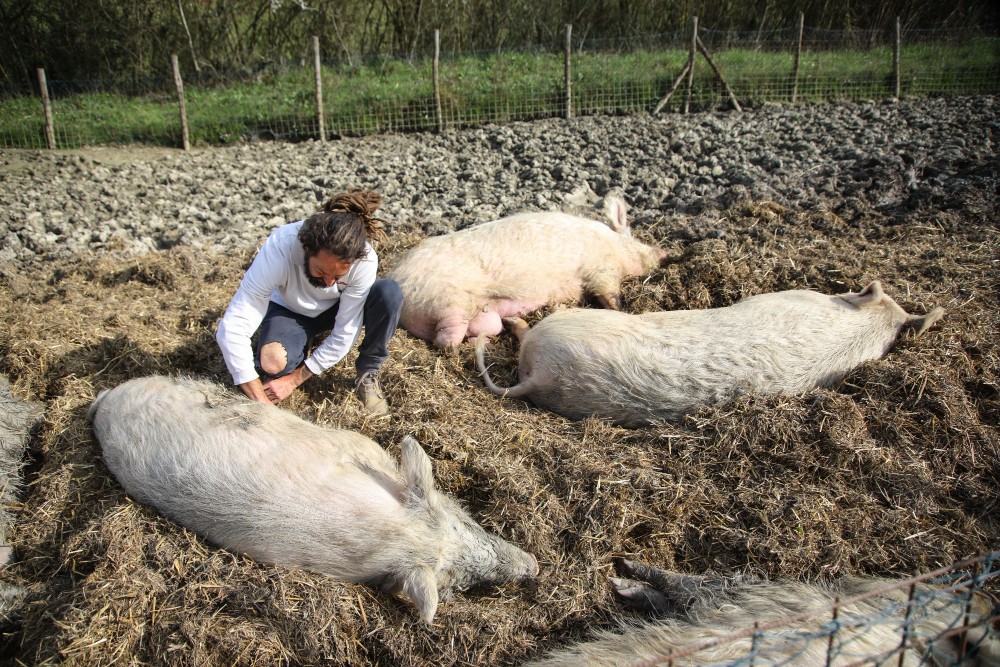 Peste suina africana, webinar Anci Toscana e Regione il 18 agosto