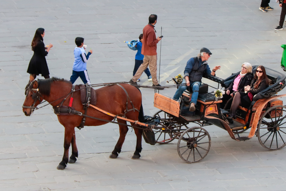 Firenze, carrozze turistiche sotto lente dell'Asl: controlli più severi e fascicolo sanitario per ogni cavallo