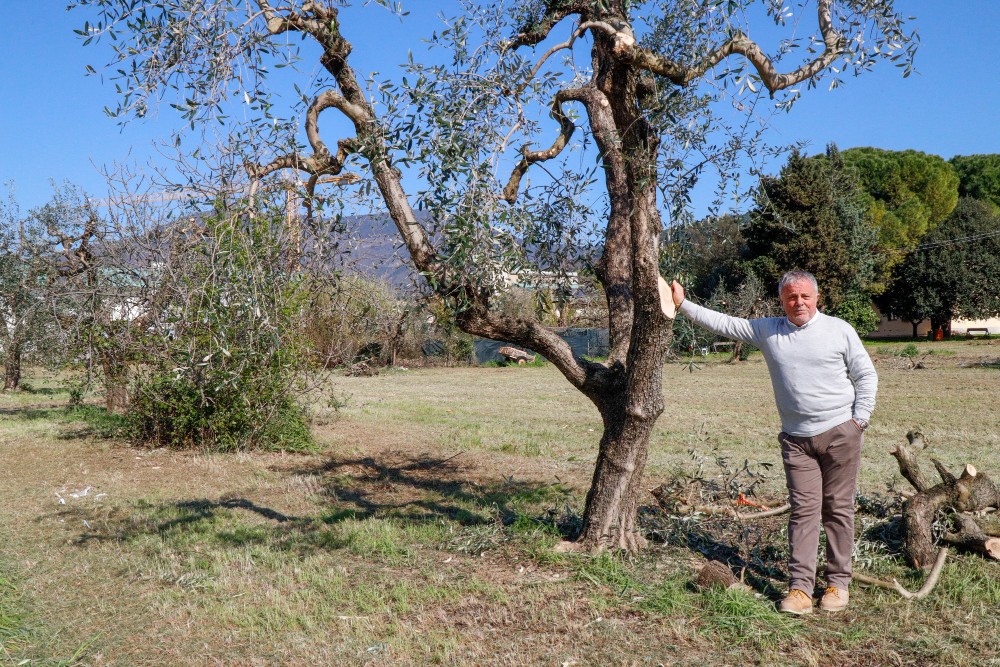 Via Bolognese, ruspe nell’uliveto: scatta l’allarme dei residenti
