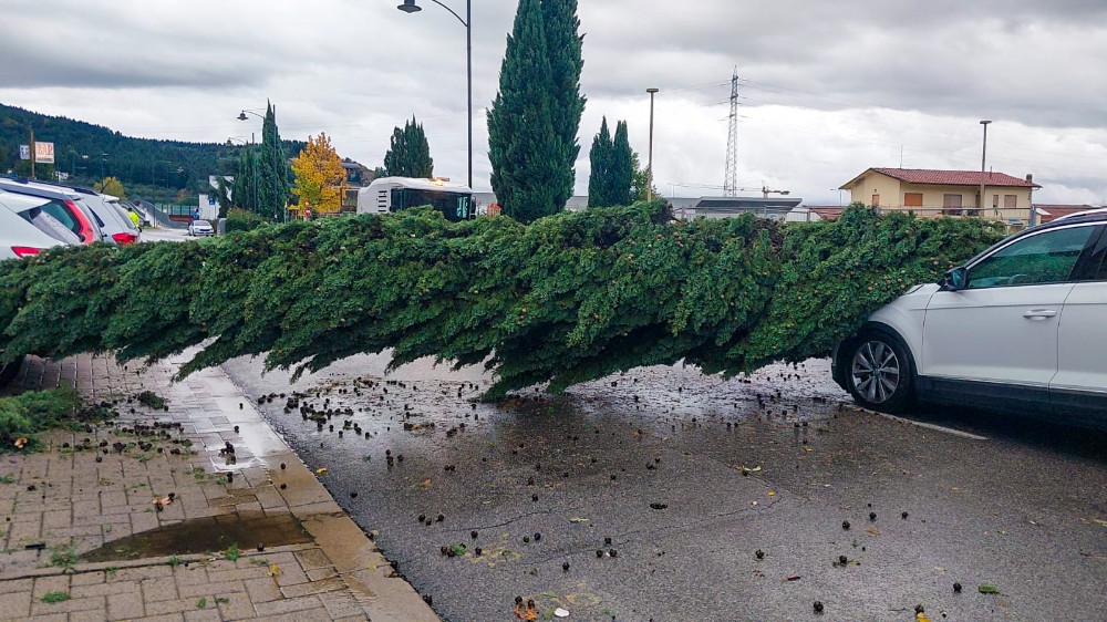 Temporale su Firenze, un fulmine centra un albero che cade su viale Machiavelli