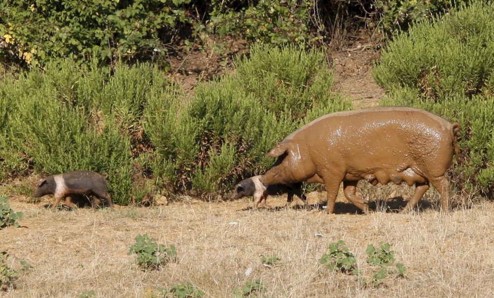 Peste suina, Toscana prima in Italia con 638 casi: ecco le regole nei boschi