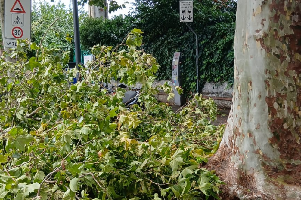 Firenze, maltempo: rami caduti sul Lungarno Ferrucci per le forti raffiche di vento