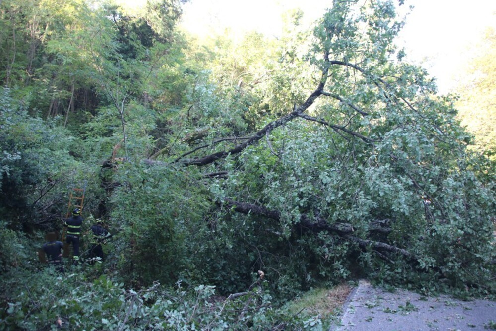 Maltempo: a Scandicci cimiteri chiusi dopo crollo alberi