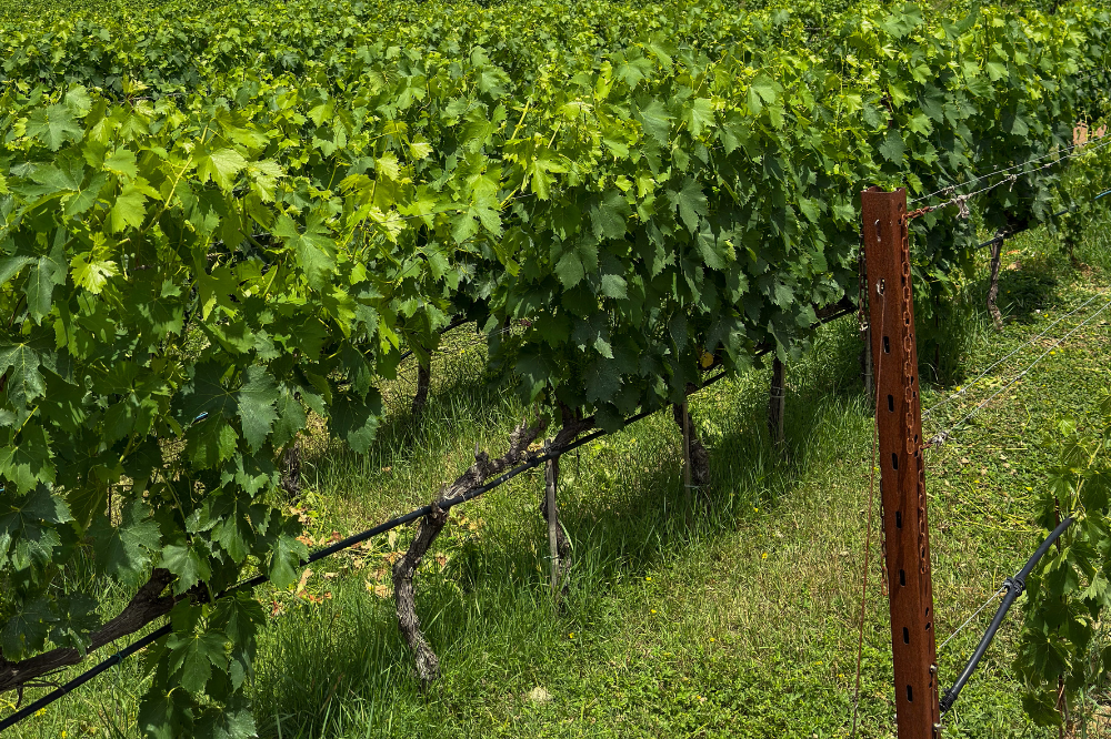 Expo Chianti Classico, a Greve torna la grande festa del vino: 64 produttori in piazza