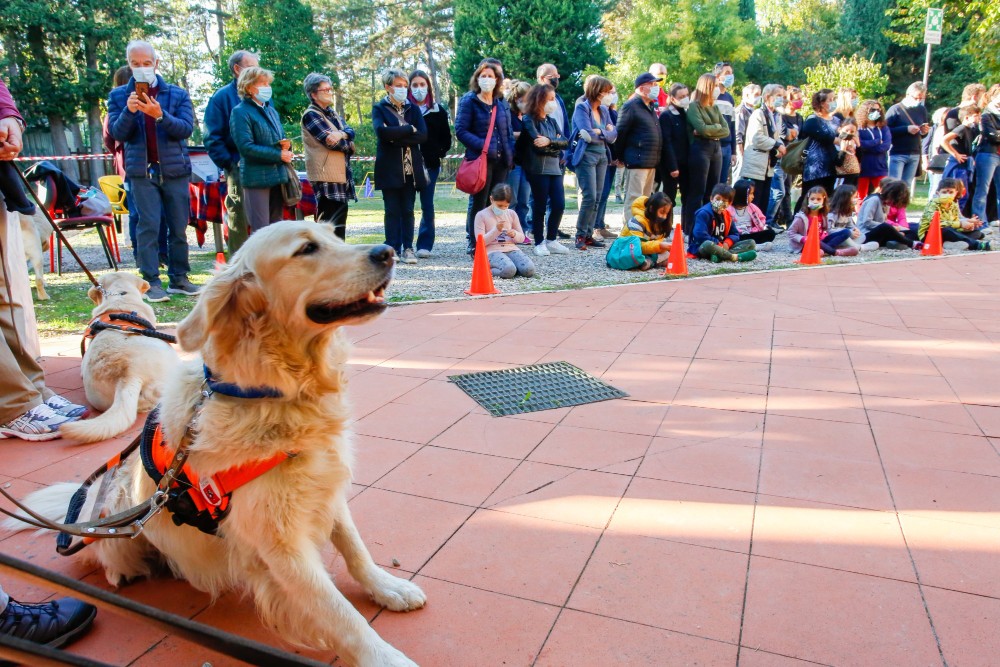 Scandicci, la Scuola cani guida cerca famiglie affidatarie per i suoi cuccioli