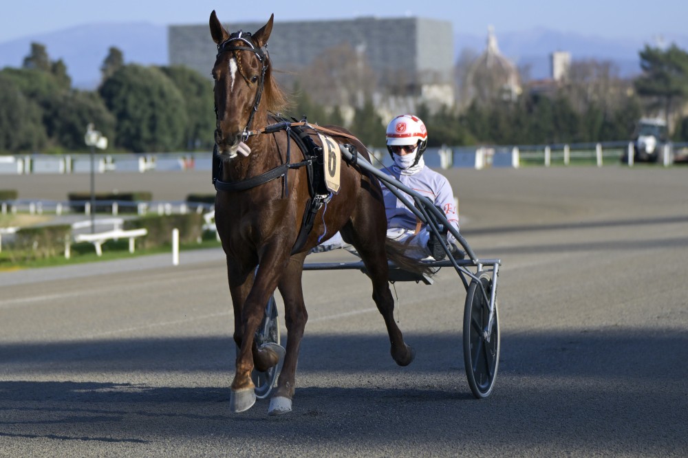 Galoppo al Visarno, sette corse e fari puntati sul Premio Piazza del Duomo