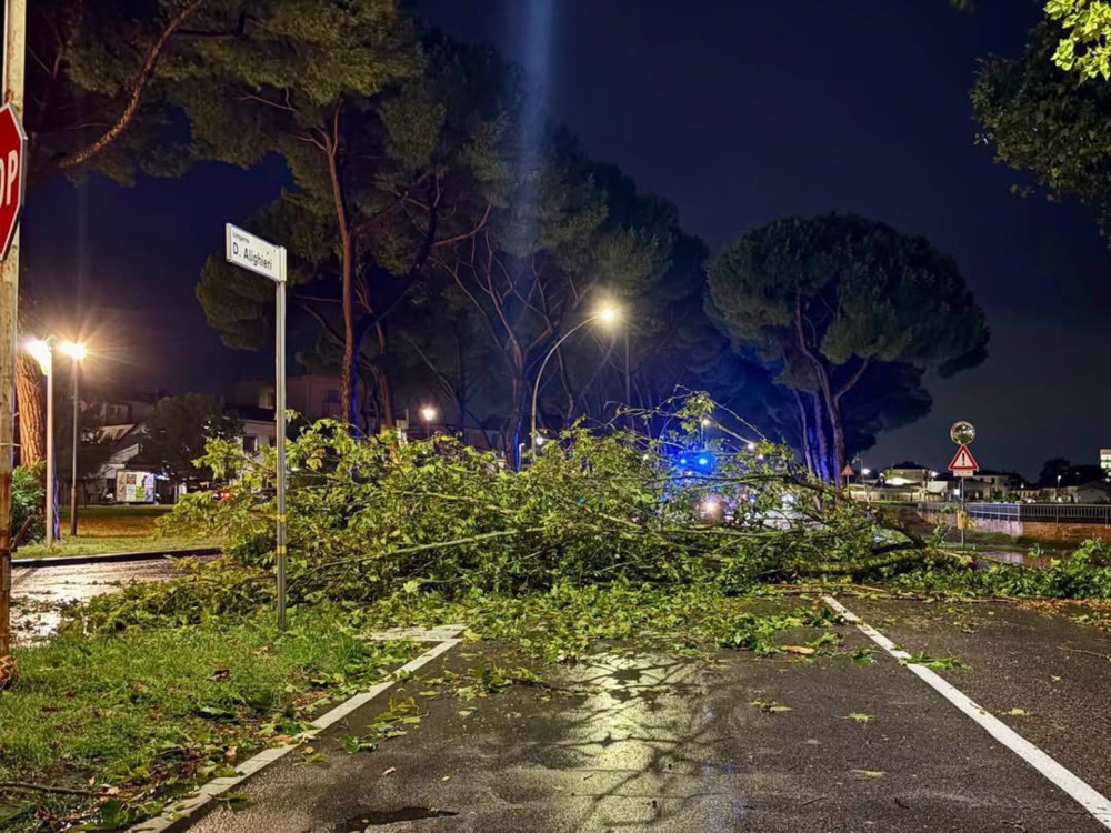 IL CROLLO DEL PINO A VIAREGGIO E TRE LEZIONI DA IMPARARE