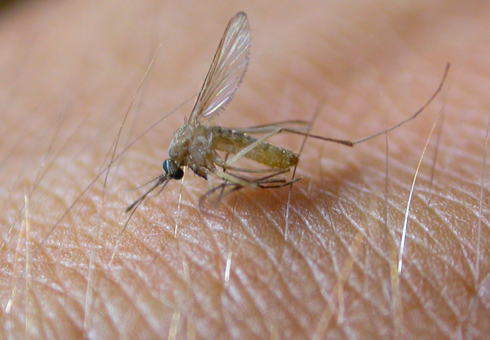 Dengue, salgono a 55 i casi in Toscana: nuovi contagi anche a Fiesole