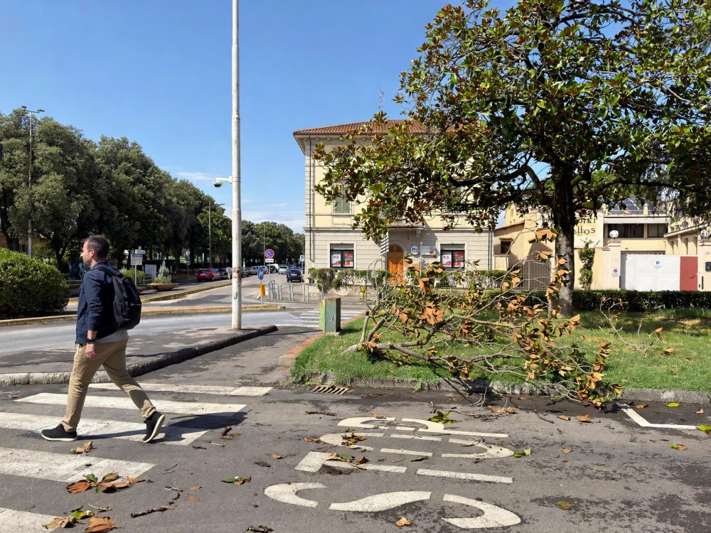 Firenze, disposti 53 abbattimenti tra alberi pericolosi e piante morte