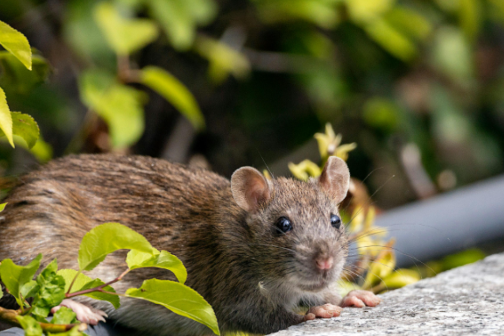 Scandicci, nuovi Interventi di disinfestazione per contrastare l'Invasione di ratti